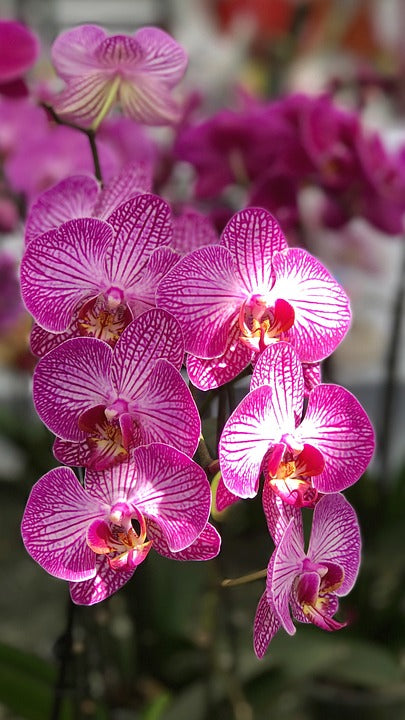 01186, 38" Artificial Orchid Flowers