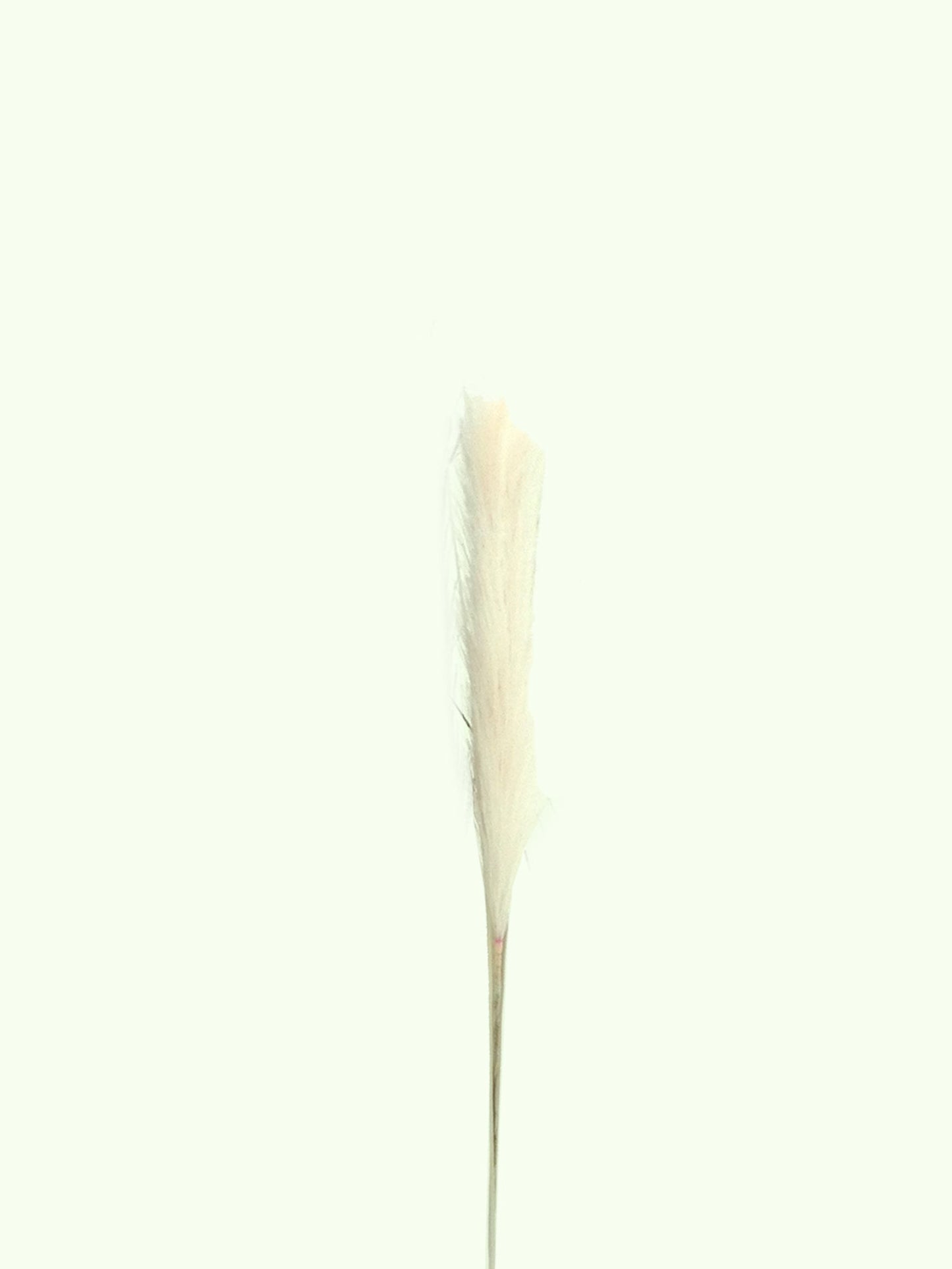 24203, Artificial Pampas Grass-Small -Asstd