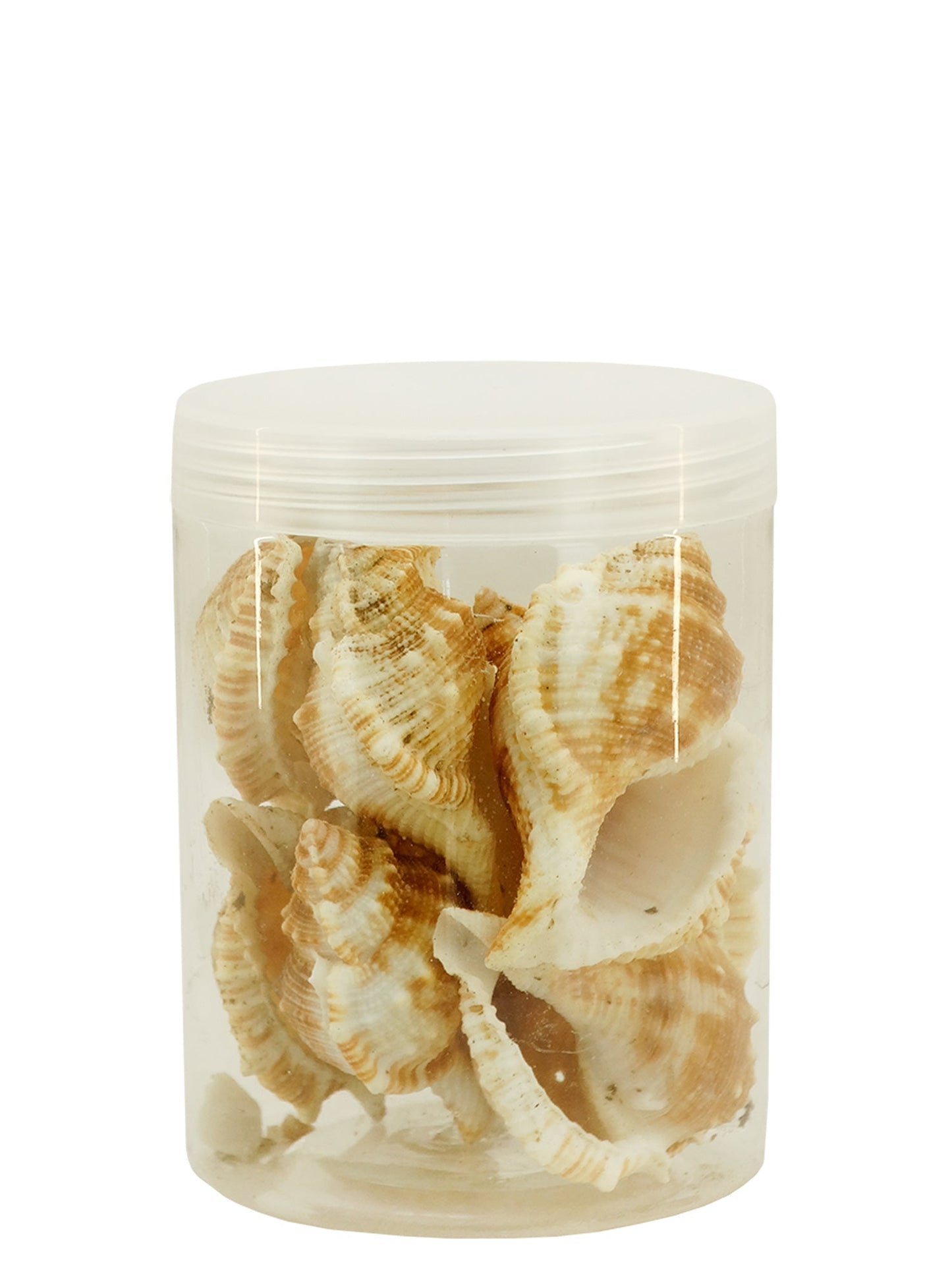 5502-4530 - Sea Shells